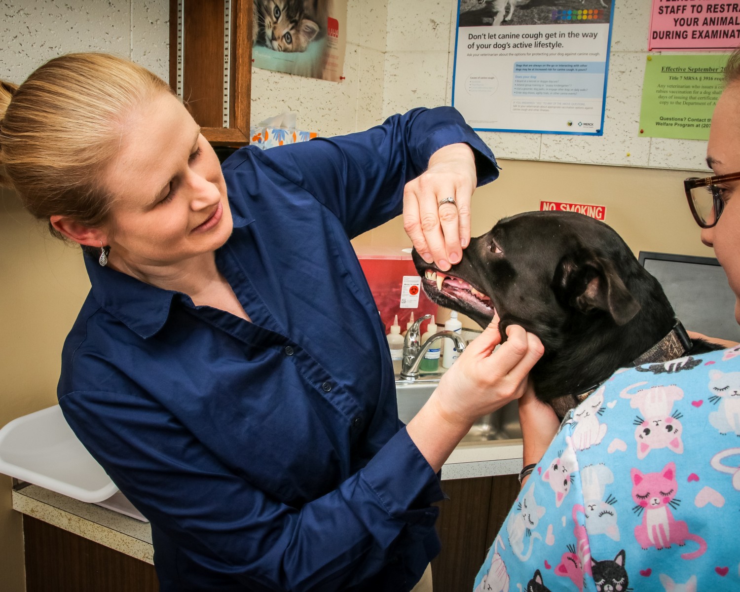 Dog Exam